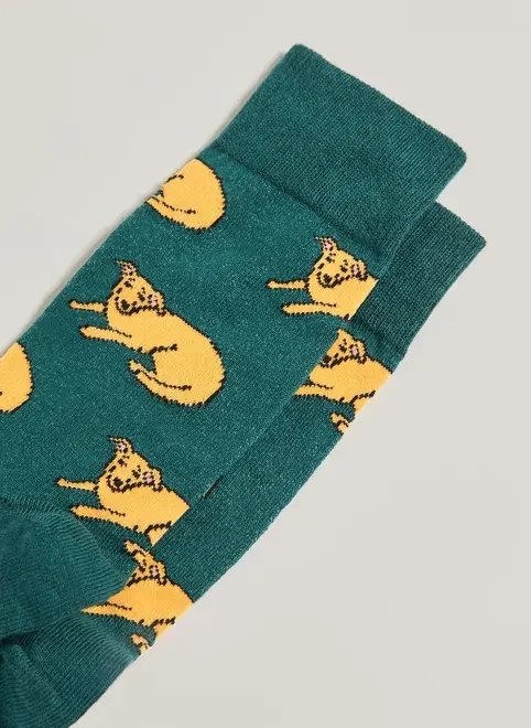 meia verde vira-lata caramelo meia verde vira-lata caramelo