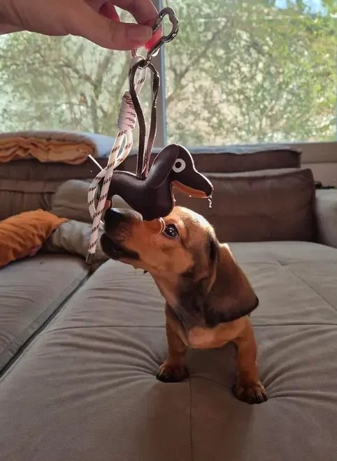 chaveiro cachorrinho salsicha chaveiro cachorrinho salsicha