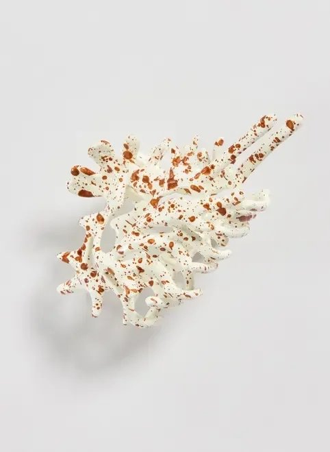 piranha de cabelo concha piranha de cabelo concha